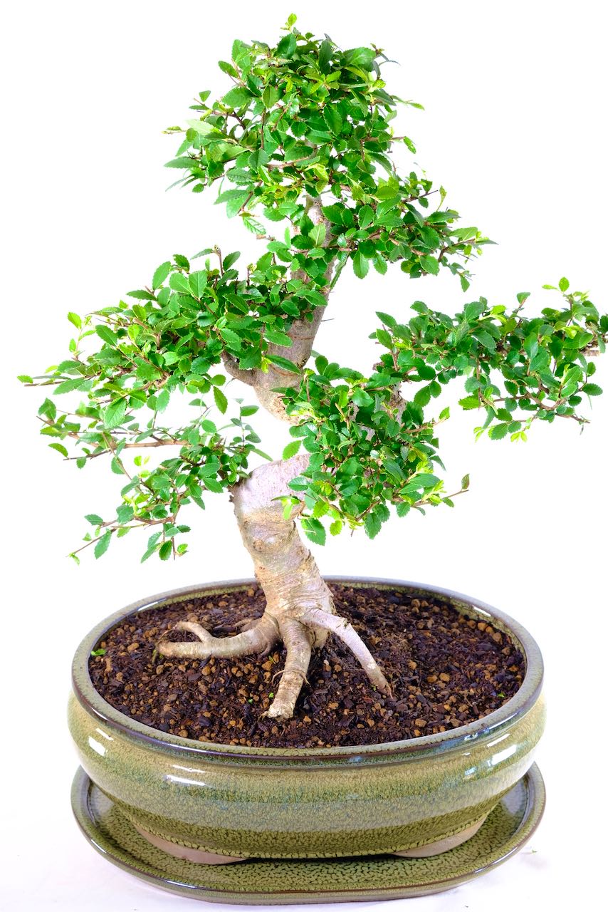 Mature Chinese Elm Bonsai Extraordinary Indoor Specimen UK