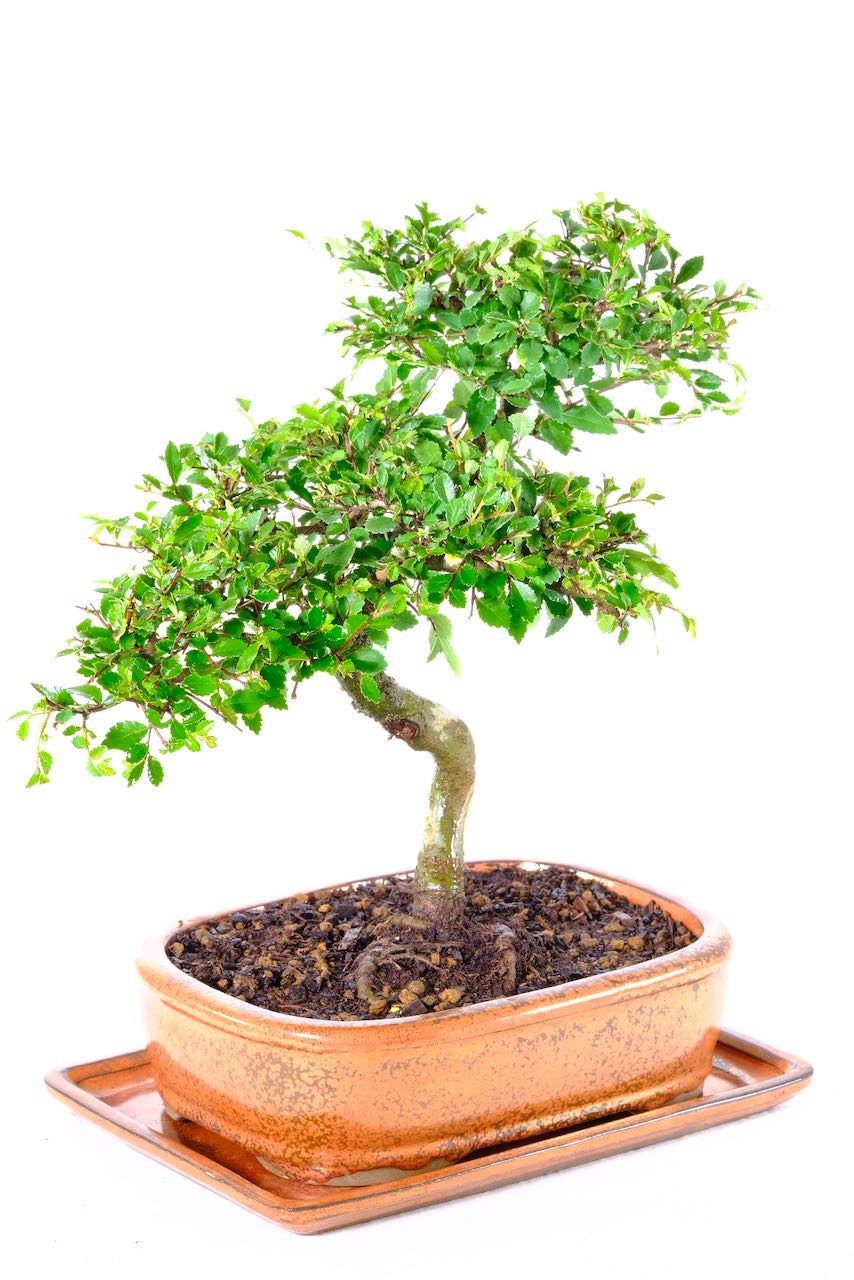 Chinese Elm bonsai with impressive trunk texture and captivating canopy