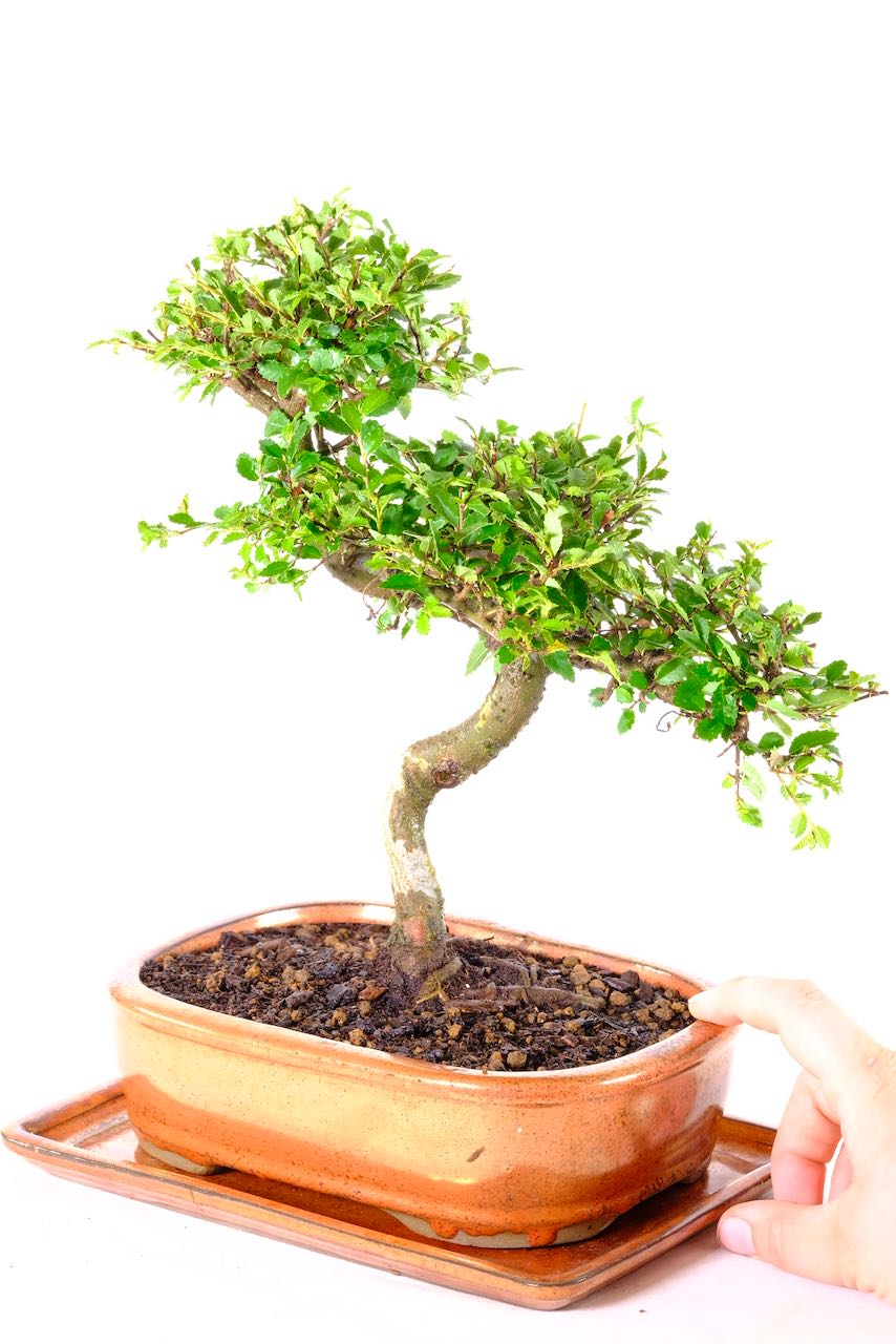 14-year-old Chinese Elm bonsai (Ulmus parvifolia) showcasing natural artistry