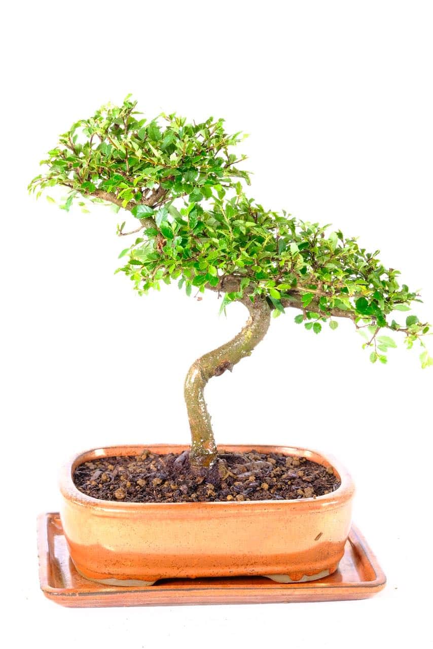 Elegant copper ceramic bonsai pot housing the Chinese Elm bonsai