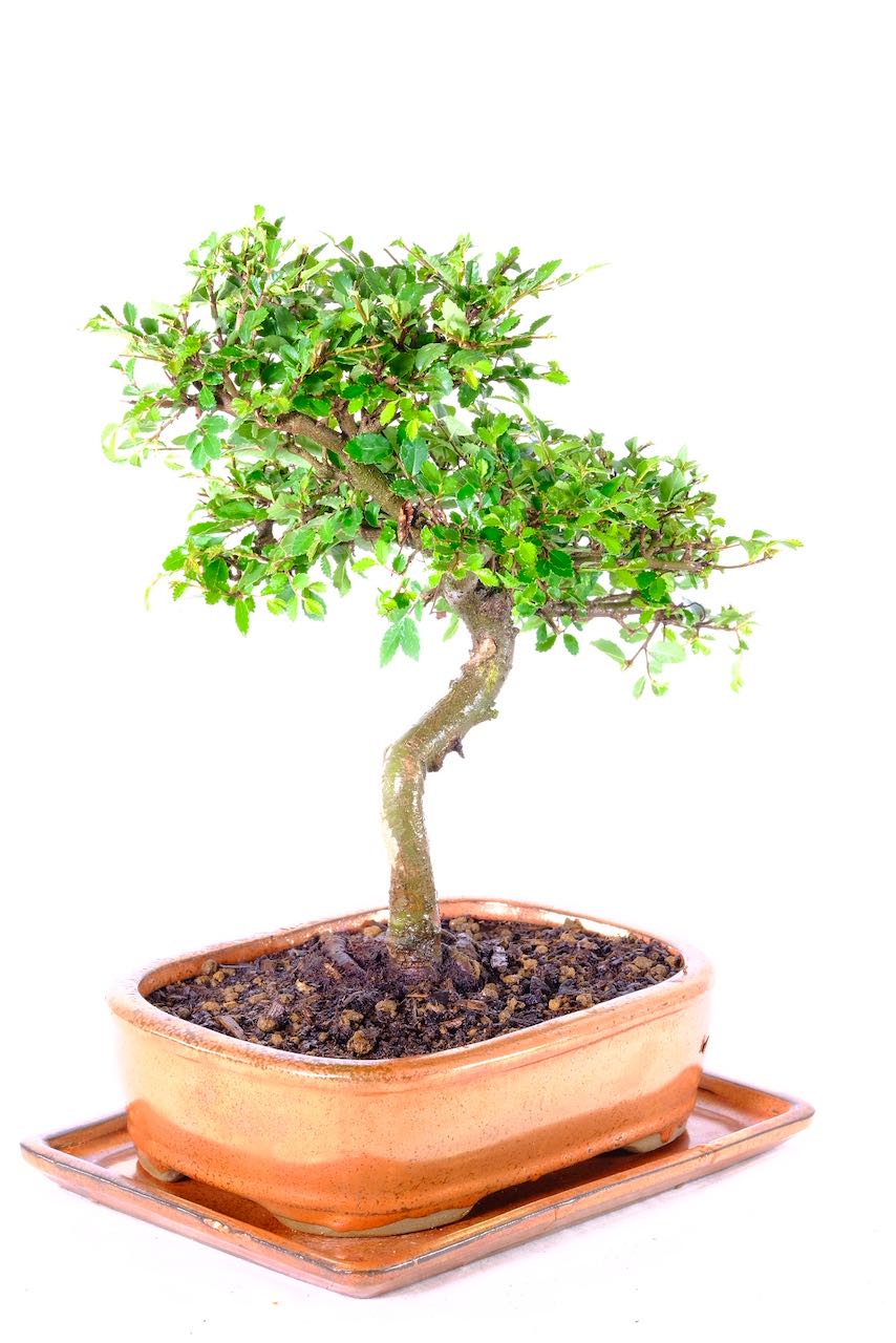 Symbol of strength and resilience: Chinese Elm bonsai gift idea