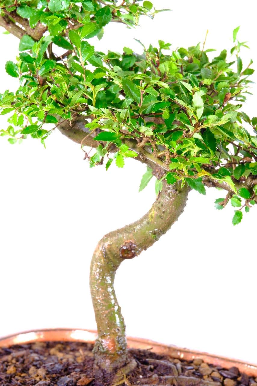 Tranquil and easy-care Chinese Elm bonsai for beginners and enthusiasts