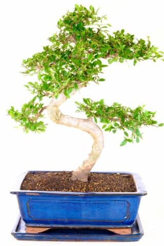 "Elegance meets sophistication with our Chinese Elm bonsai nestled in a midnight blue ceramic pot. 🌳💙"
