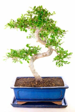 "Indulge in the splendour and tranquility of this captivating 20-year-old Chinese Elm bonsai. 🌳✨"