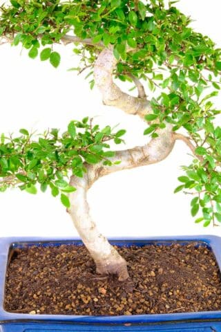 "Symbolizing growth, strength, and harmony, this Chinese Elm bonsai is a unique and thoughtful gift. 🌱💪"