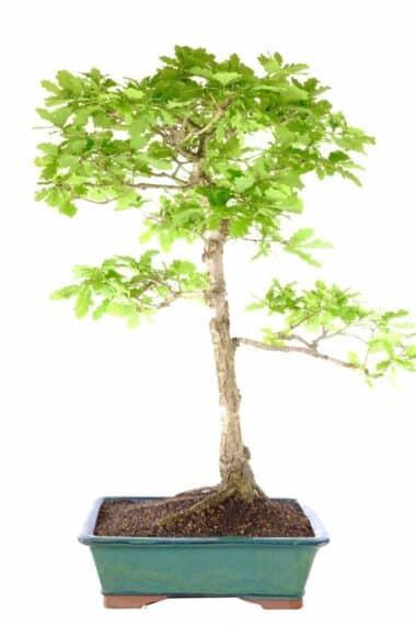 Tall and impressive English Oak outdoor bonsai for sale UK