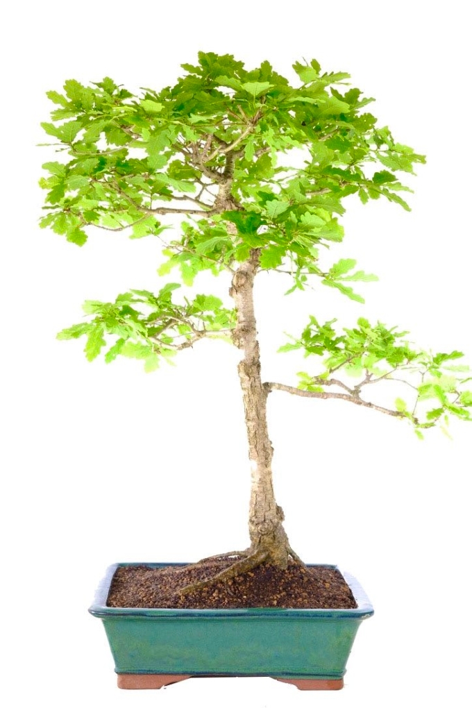Truly Magnificent English Oak Outdoor Bonsai