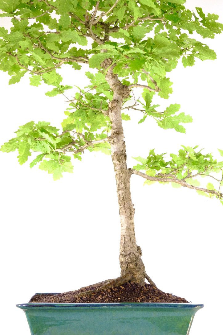 Informal upright trunk with excellent features