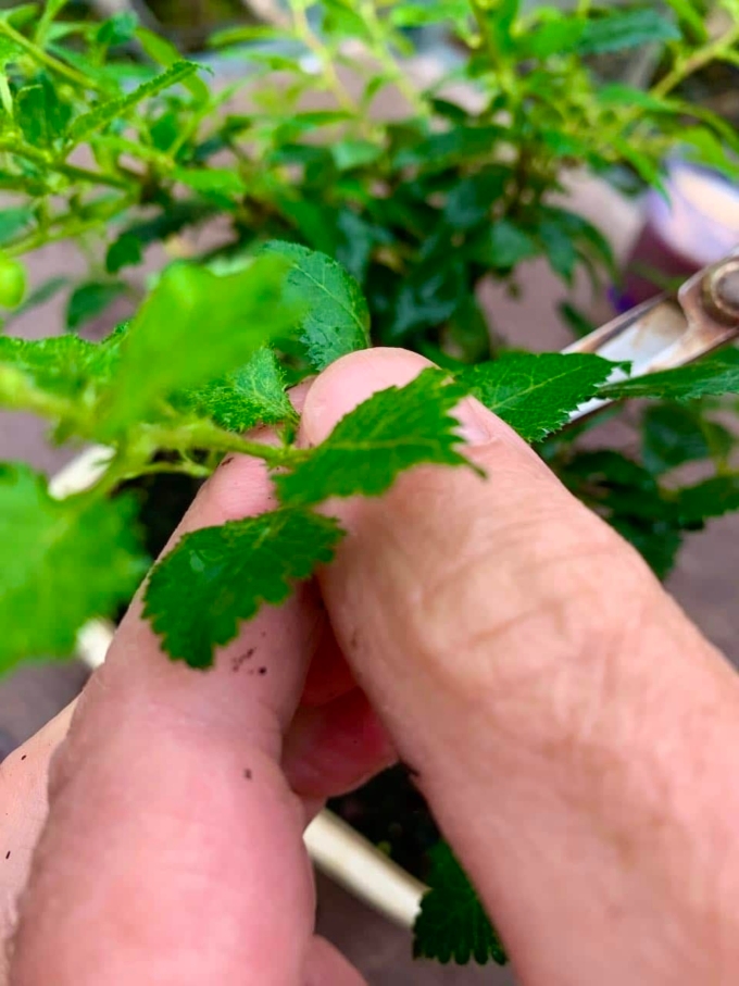 Propagating Bonsai Cuttings Bonsai Trees for Sale UK