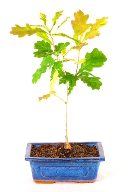Baby Oak Beginners bonsai
