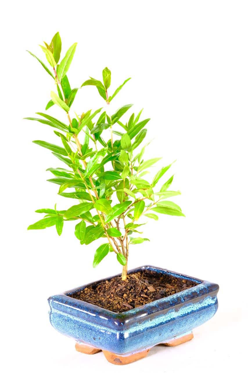 Baby pomegranate starter bonsai tree