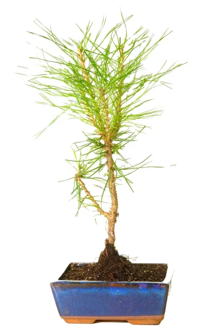 Japanese Black Pine (Pinus thunbergii) Hardy Evergreen Starter Bonsai