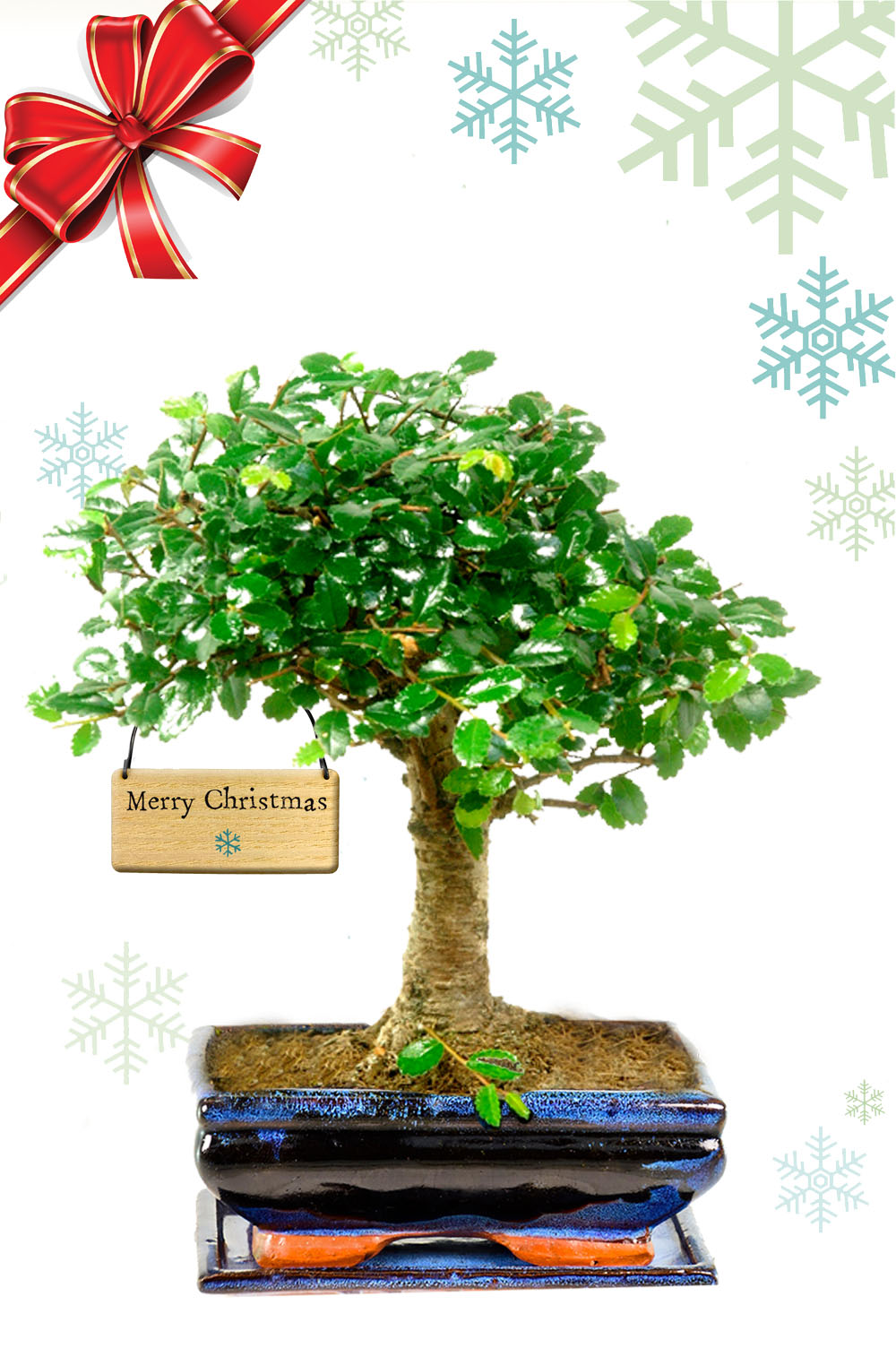 Orchard-style Chinese Elm bonsai tree Christmas gift with FREE UK delivery!