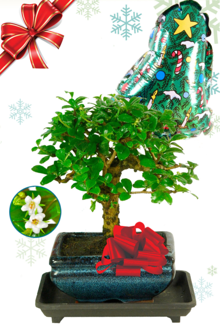 Baby orchard-style flowering Fukien Tea Tree bonsai tree Christmas gift for sale UK