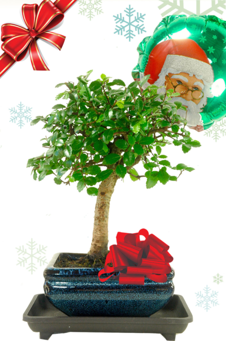 Woodland-style 6 year old Chinese Elm baby bonsai tree Christmas gift - Great secret Santa idea!