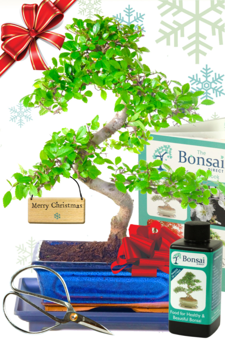 Chinese Elm Bonsai tree starter kit - Wonderful Christmas gift! FREE UK delivery is available - pre-order now and choose your delivery date at the checkout!