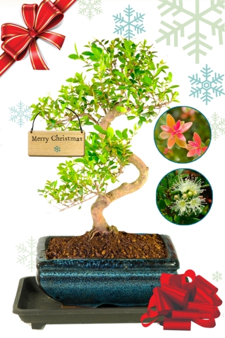 Fruiting & flowering Roseapple / Myrtle bonsai Christmas gift with FREE UK delivery!