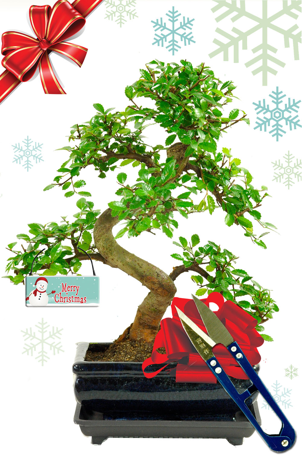 Perfect Beginners Twisty Indoor Bonsai Tree Favourite with Snowman Tag & Leaf Cutters