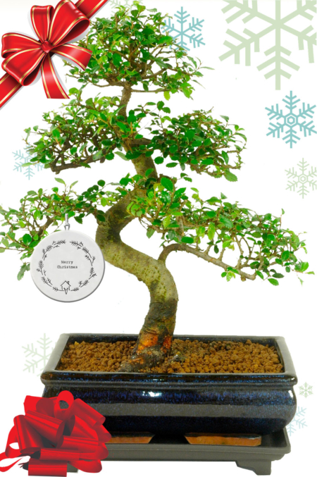 16 year old Chinese Elm bonsai Christmas gift with FREE UK Christmas delivery!