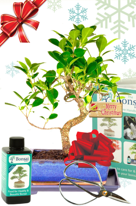 Ficus retusa Christmas bonsai gift set with FREE fast delivery throughout the UK