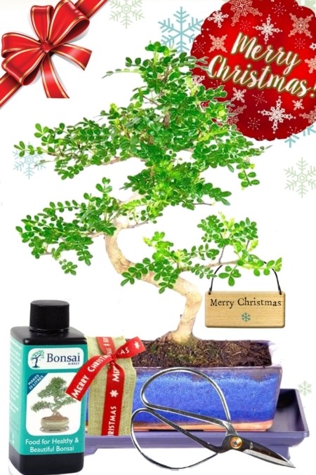 Incredible value for money - Our Aromatic Pepper bonsai tree Christmas gift!