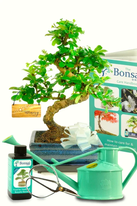 Remembrance Gifts | In Loving Memory Bonsai Gift