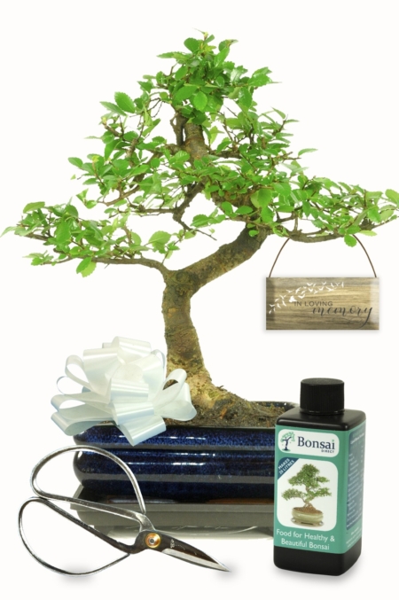 Memorial Tree - Chinese Elm bonsai kit