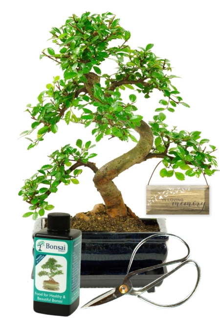 Memorial Tree - Chinese Elm bonsai kit