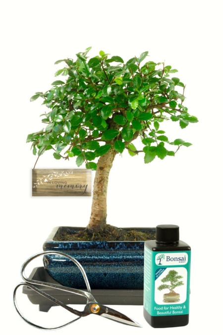 Memorial Tree - Chinese Elm bonsai kit