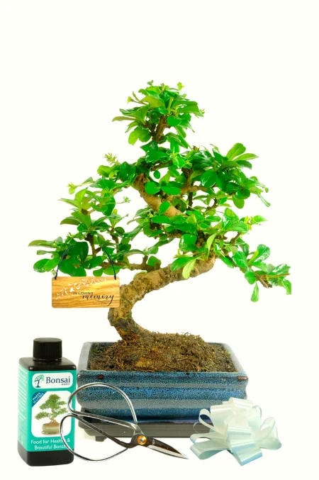 Beautiful memorial bonsai tree gift
