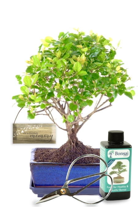 Memorial Tree - Fruiting Chinese Sweet Plum bonsai kit