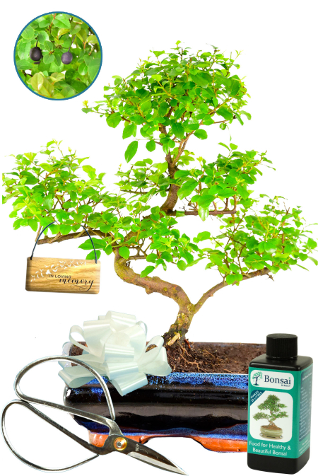 In Loving Memory Bonsai Gift