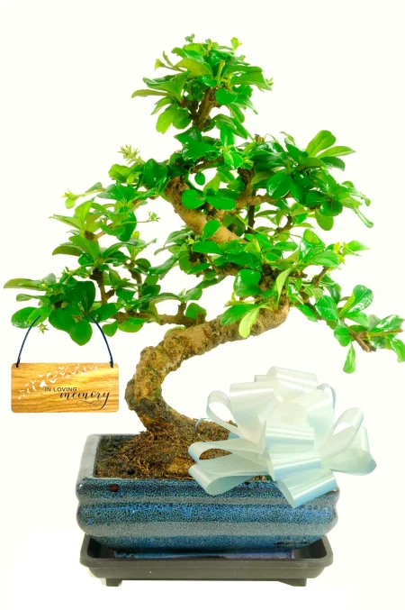 Forever in Our Hearts: In Loving Memory Bonsai Tree