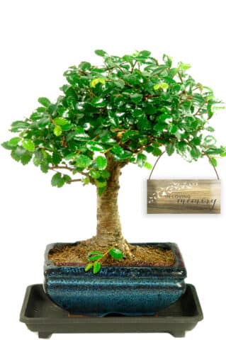 Memorial Tree - Chinese Elm bonsai