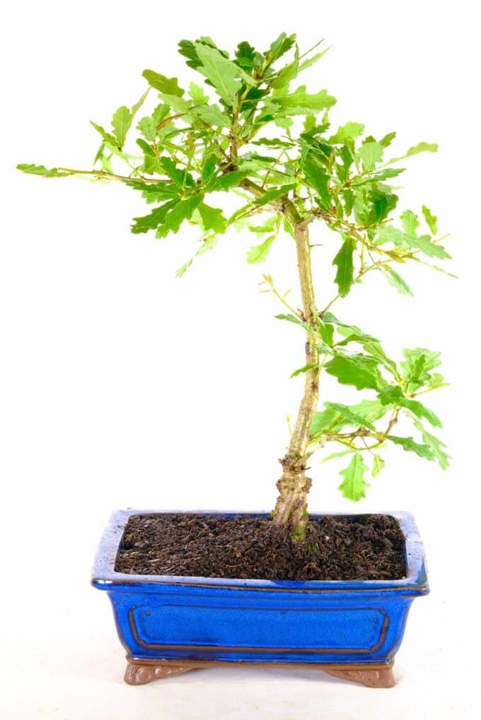 Immerse yourself in the allure of the Quercus Robur Bonsai, a captivating outdoor bonsai that embodies elegance and tranquility." 🌳✨