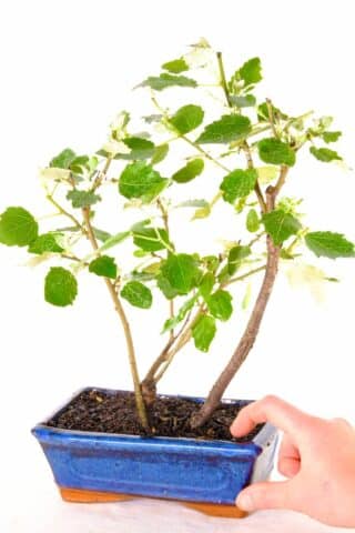 "Discover the allure of our 8-year-old Aspen bonsai or Populus tremula." 🌿🍂