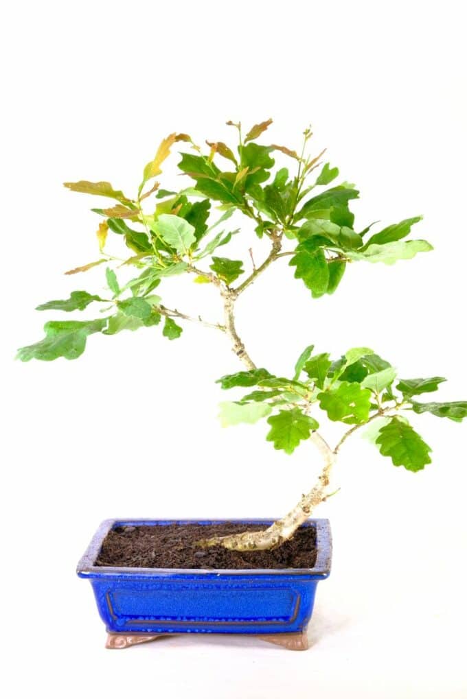 Quercus robur or English Oak bonsai for sale UK