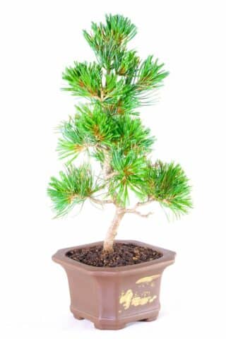 "Cultural Significance: Japanese White Pine Bonsai Reflecting Japanese Aesthetics and Bonsai Tradition"