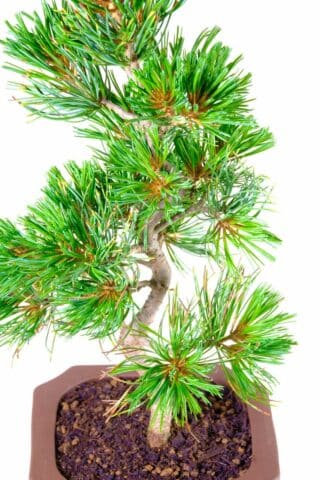 "Harmonious Union: Slender Form of the Japanese White Pine Bonsai in an Embossed Pot"