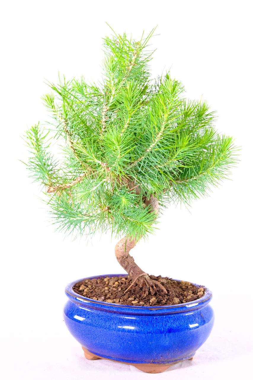 Hardy evergreen mountain pine bonsai in blue pot & bluish needles