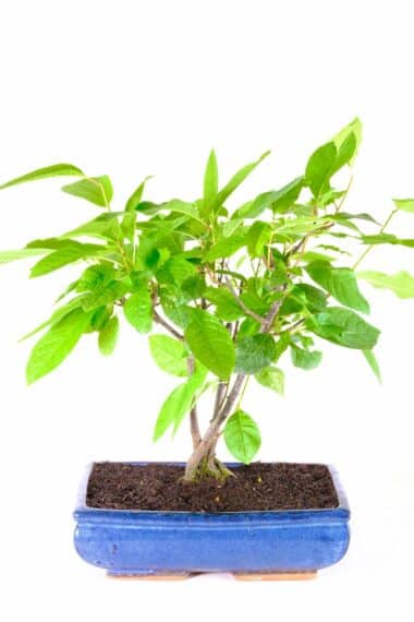 Incredibly styled Bird Cherry outdoor bonsai for sale UK