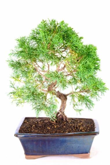 Simply Outstanding Chinese Juniper outdoor bonsai for sale UK