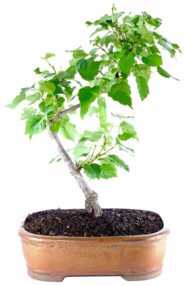 Sensational Silver birch (Betula pendula) in bronze ceramic bonsai pot