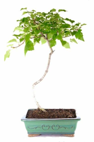 Embrace nature's elegance with the gracefully curved trunk of the Silver Birch Bonsai