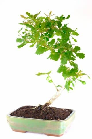Gently curving Oak bonsai tree for sale