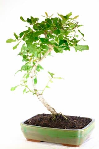 Neutral moss gren pot - Oak is pretty