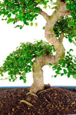 🍃 Refined Foliage Pads and Miniature Leaves Adorn this Majestic Bonsai