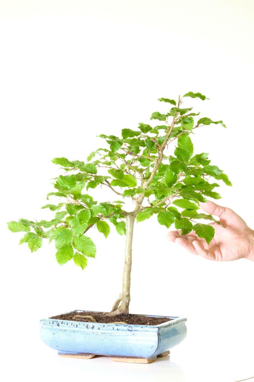 Wonderful Beech Bonsai: A Natural Masterpiece UK. Very Hardy!