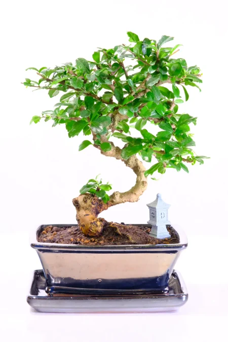 Extremely Artistic Flowering Indoor Oriental Tea Tree Bonsai with White Summer Flowers
