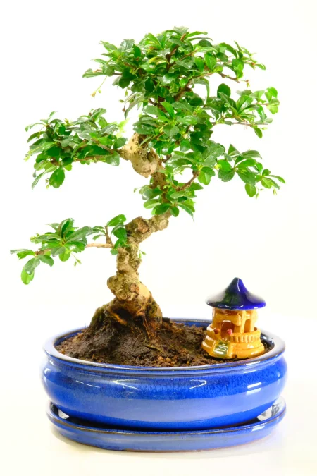 Twisty Carmona microphylla Bonsai with Bonsai Temple Ornament